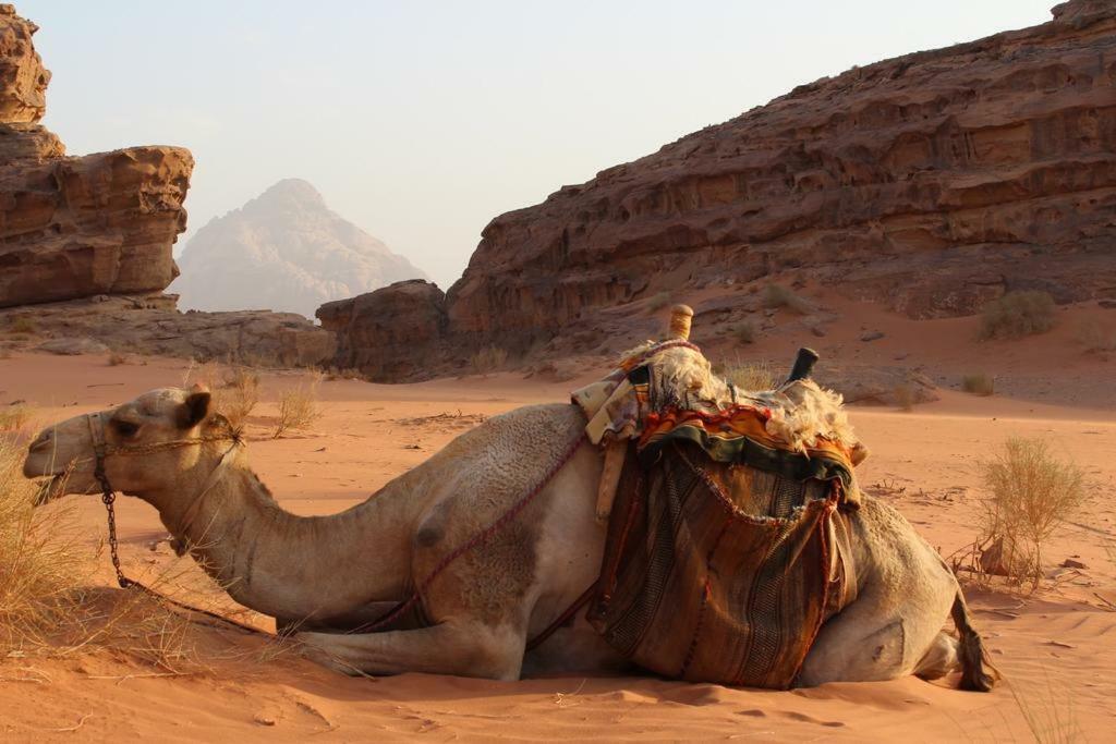 Moon Camp Frühstückspension Wadi Rum